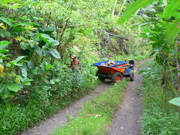 43- Un habitant recolte des cocos pour le coprah 